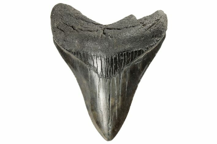 Fossil Megalodon Tooth - South Carolina #171166